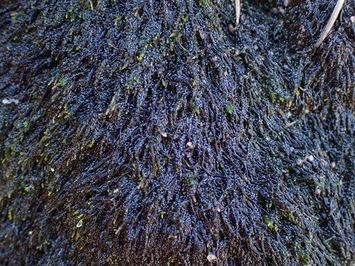Image of Heath Threadwort by (c) Helen Waterman, some rights reserved (CC BY)