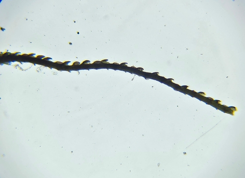 Image of Heath Threadwort by (c) Helen Waterman, some rights reserved (CC BY)