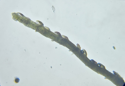 Image of Cephaloziella stellulifera by (c) Helen Waterman, some rights reserved (CC BY)