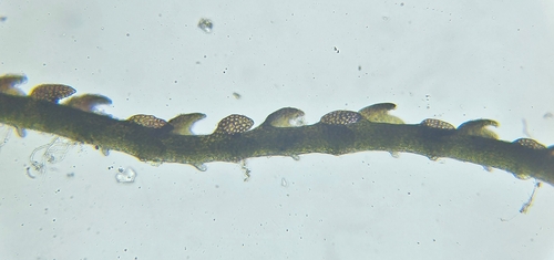 Image of Cephaloziella stellulifera by (c) Helen Waterman, some rights reserved (CC BY)