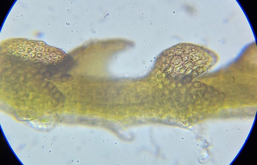 Image of Cephaloziella stellulifera by (c) Helen Waterman, some rights reserved (CC BY)