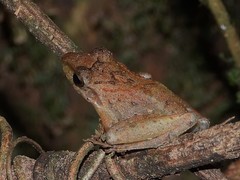 Diasporus diastema