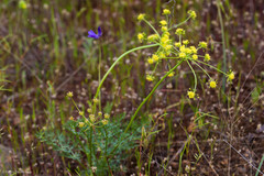 Lomatium congdonii