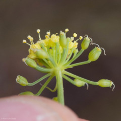 Lomatium congdonii