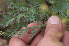 Lomatium congdonii