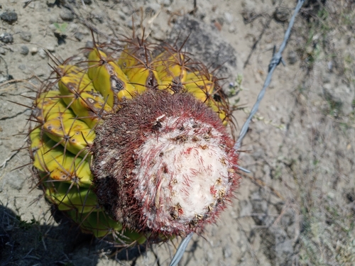 Image of Turk's Cap (Melocactus curvispinus) by (c) Ariel Gallego, some rights reserved (CC BY)