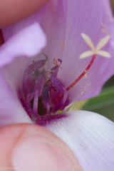 Clarkia arcuata