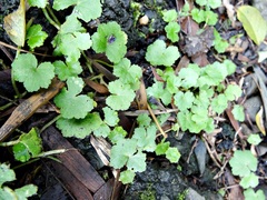 Hydrocotyle sibthorpioides