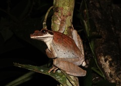 Osteocephalus planiceps