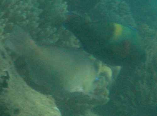 Yellowband Parrotfish