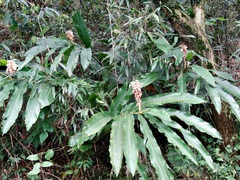 Alpinia uraiensis
