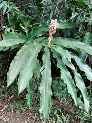 Alpinia uraiensis