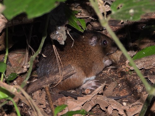 Proechimys semispinosus