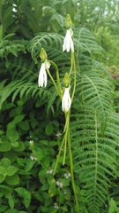 Habenaria longicorniculata