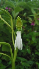 Habenaria longicorniculata