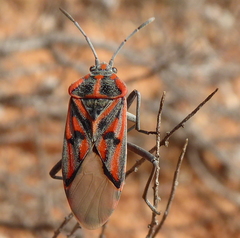 Spilostethus crudelis
