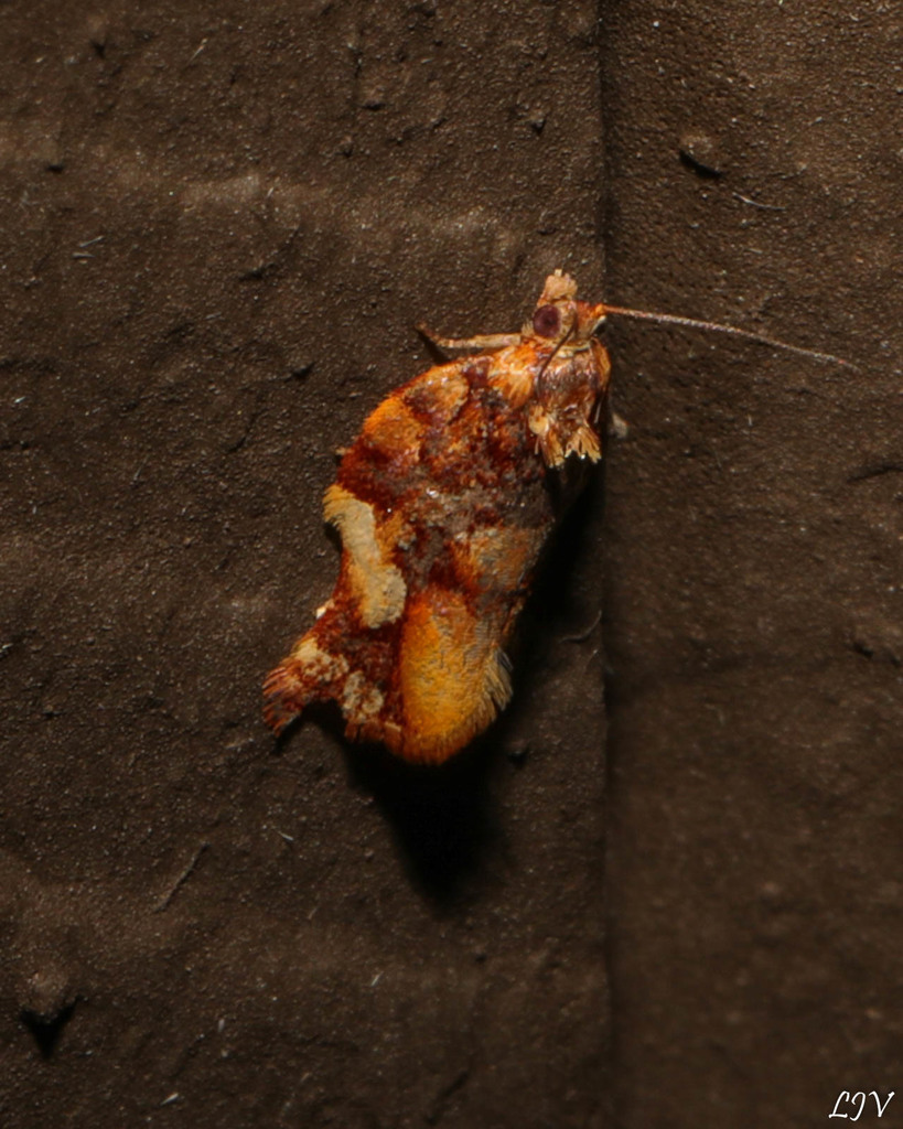 Argyrotaenia citharexylana