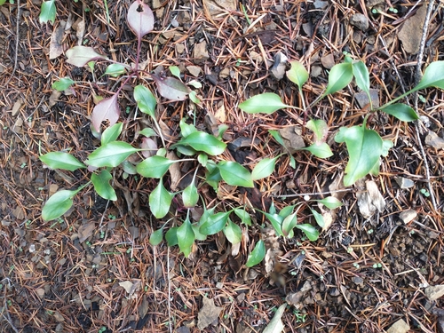 Image of Penstemon subserratus by no rights reserved