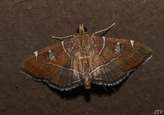Lamprosema