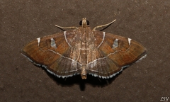 Lamprosema