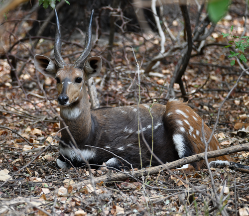 Southern Bushbuck (Tragelaphus sylvaticus)