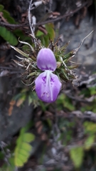 Dicliptera paniculata