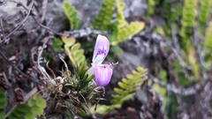 Dicliptera paniculata