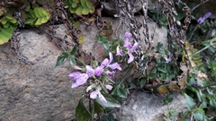 Dicliptera paniculata