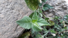 Dicliptera paniculata