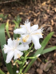 Iris japonica
