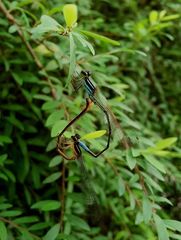 Argiocnemis rubescens