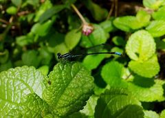 Argiocnemis rubescens