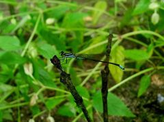 Argiocnemis rubescens