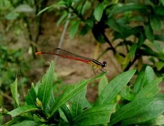 Argiocnemis rubescens