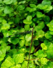 Argiocnemis rubescens