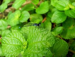 Argiocnemis rubescens