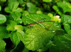 Argiocnemis rubescens