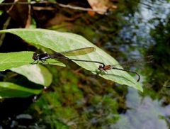 Pseudagrion pruinosum