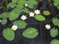 Nymphaea tetragona