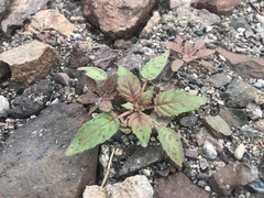 Chylismia