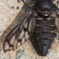 Conophorus fenestratus