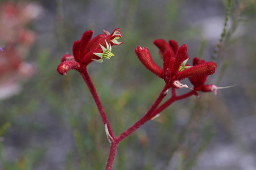 Anigozanthos rufus