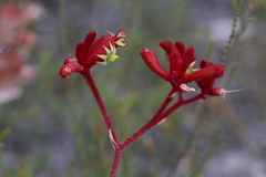 Anigozanthos rufus