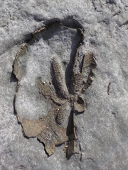 Schizaster