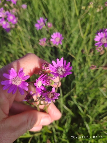 Senecio polyodon, photograph 6