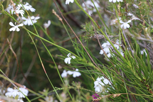 Image of White Goodenia (Goodenia scapigera) by (c) Hugo Innes, some rights reserved (CC BY)
