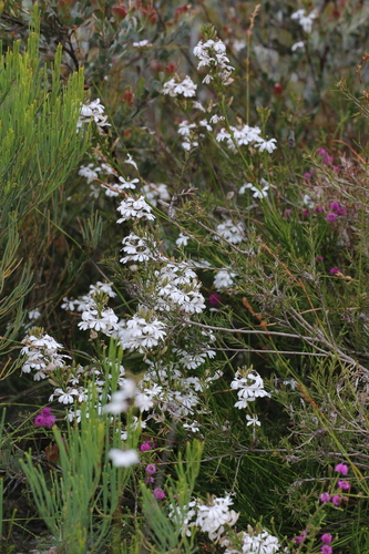 Image of Goodenia scapigera by (c) Hugo Innes, some rights reserved (CC BY)
