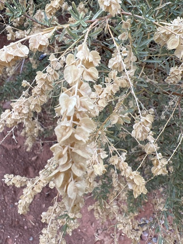 Fourwing Saltbush