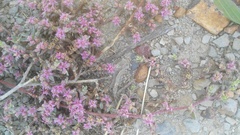 Aizoon portulacaceum