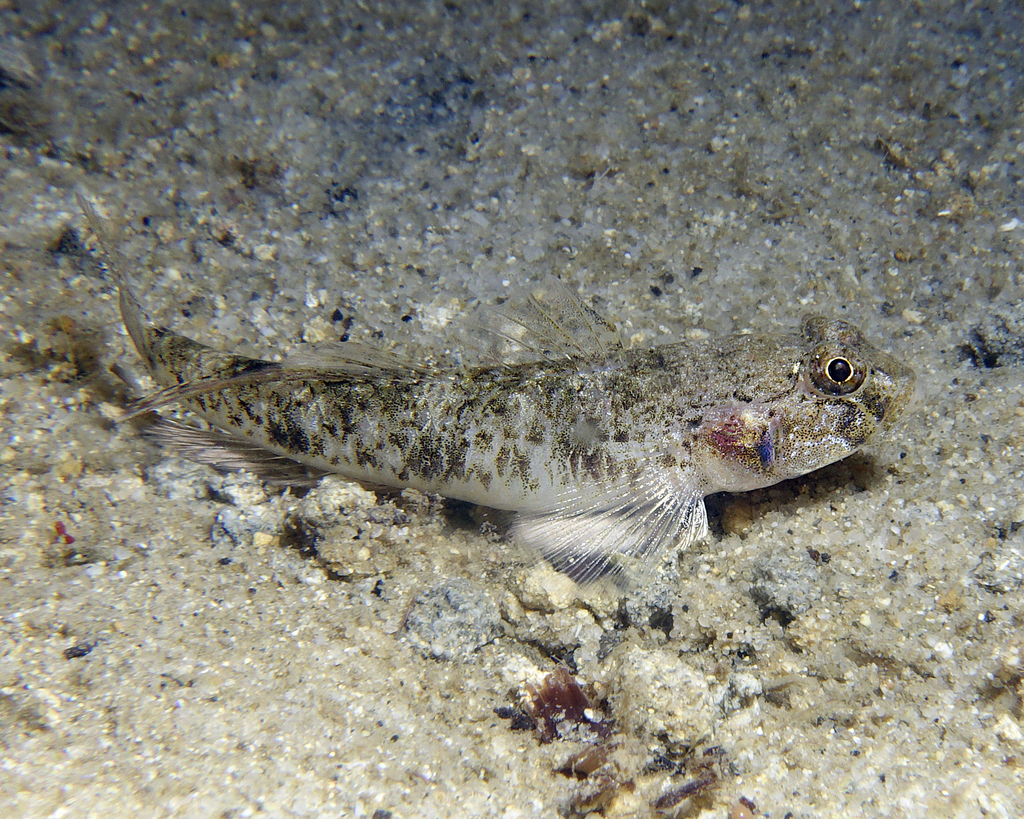 Southern Longfin Goby